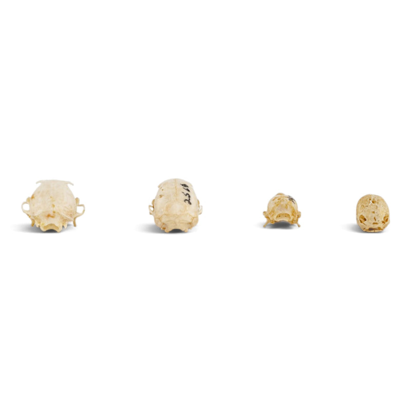 Real Bat Skull Set