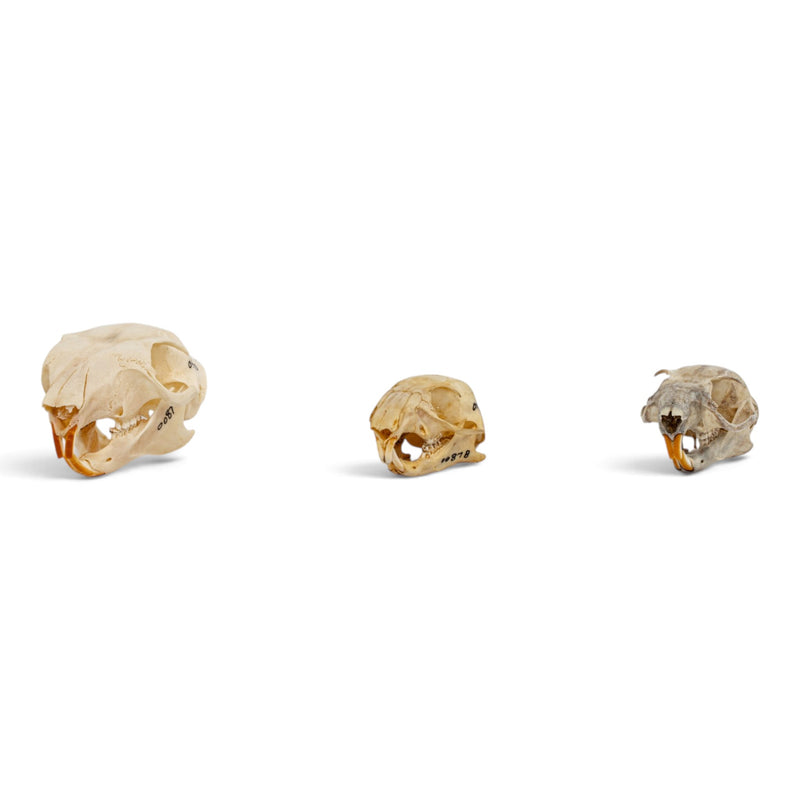 Real Squirrel Skull Set