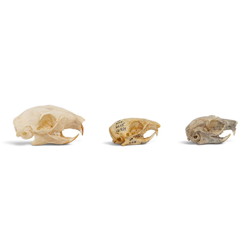 Real Squirrel Skull Set