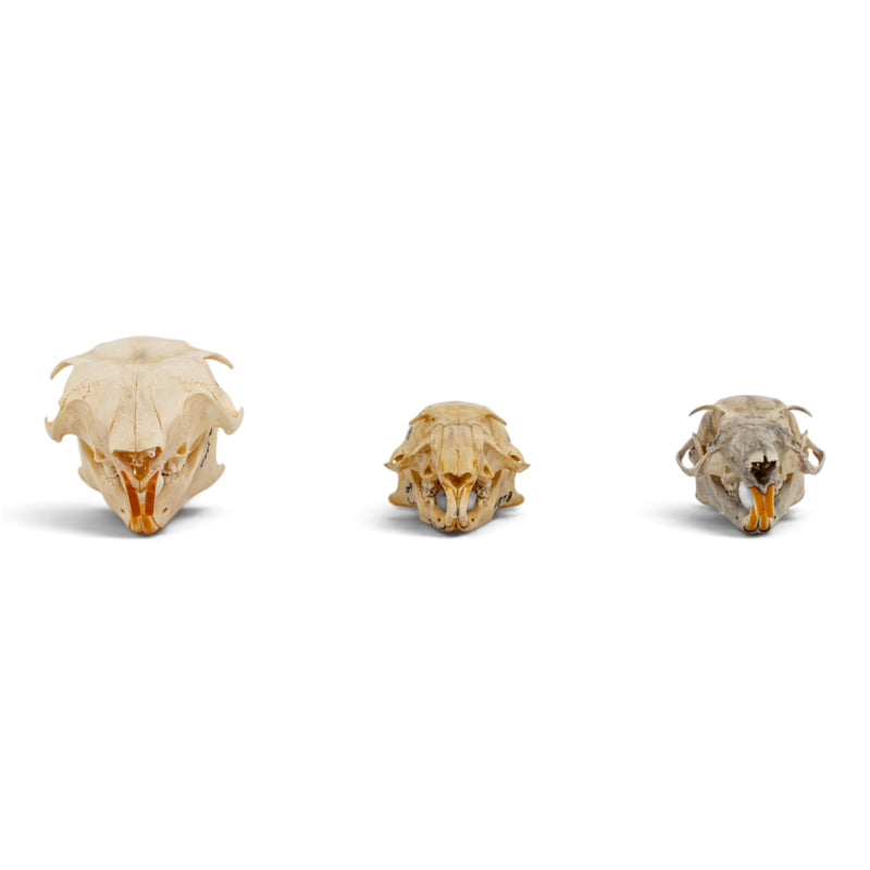 Real Squirrel Skull Set