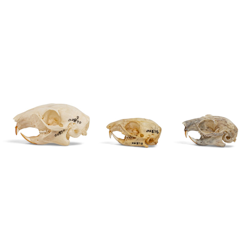 Real Squirrel Skull Set