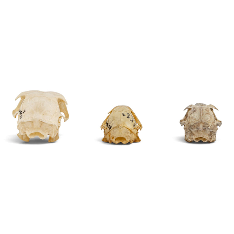 Real Squirrel Skull Set