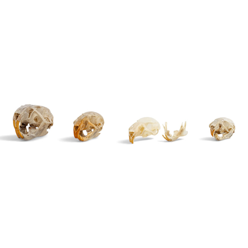 Real Rat Skull Set