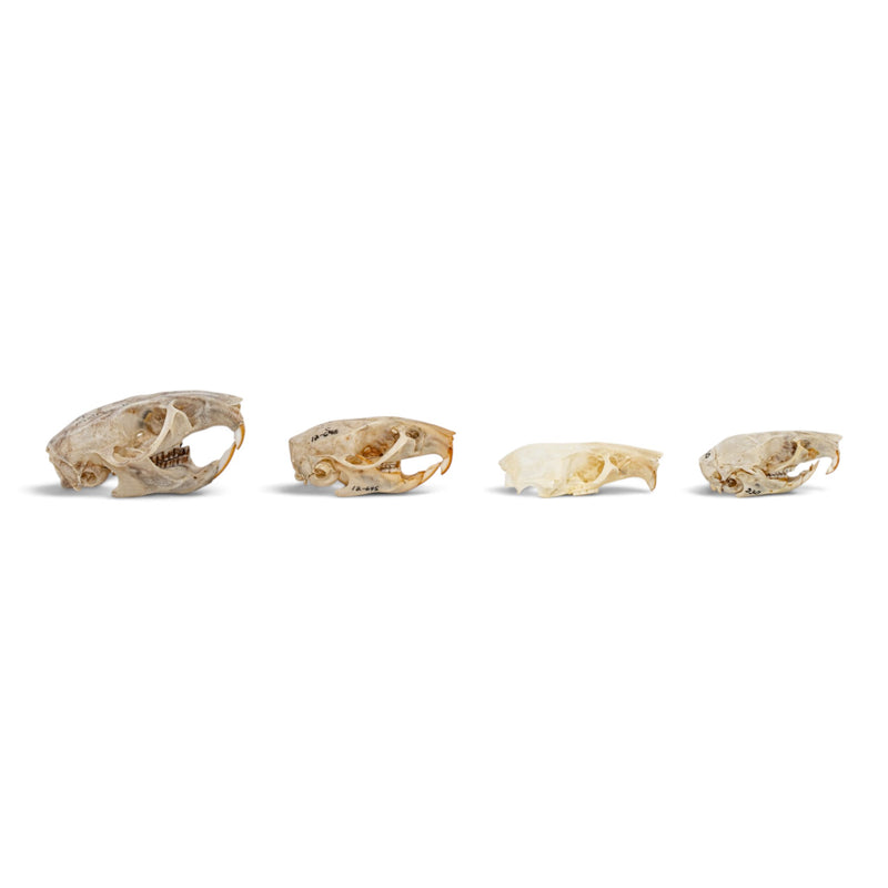 Real Rat Skull Set