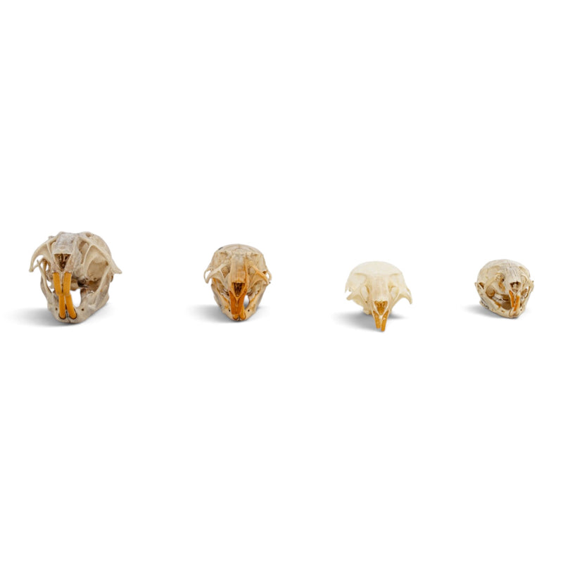 Real Rat Skull Set