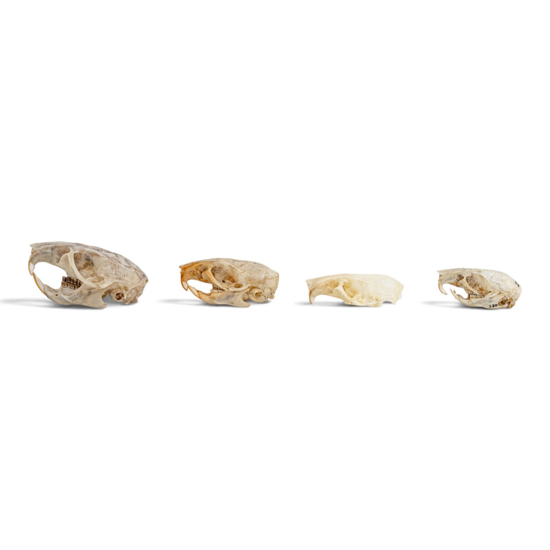 Real Rat Skull Set