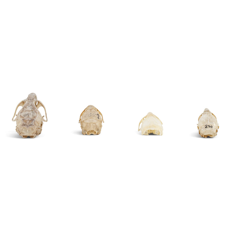 Real Rat Skull Set