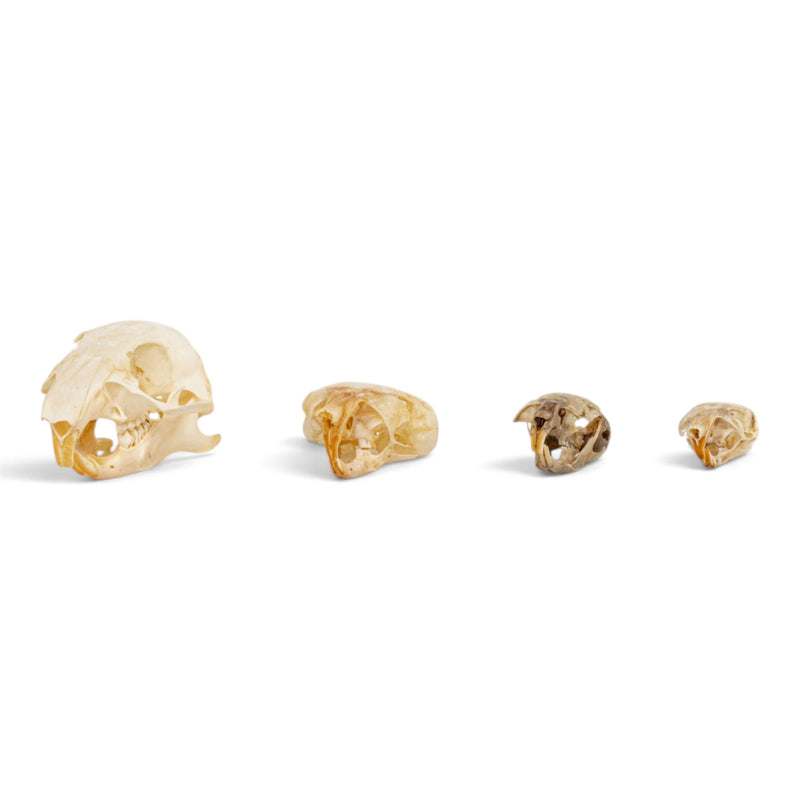 Real Rodent Skull Set