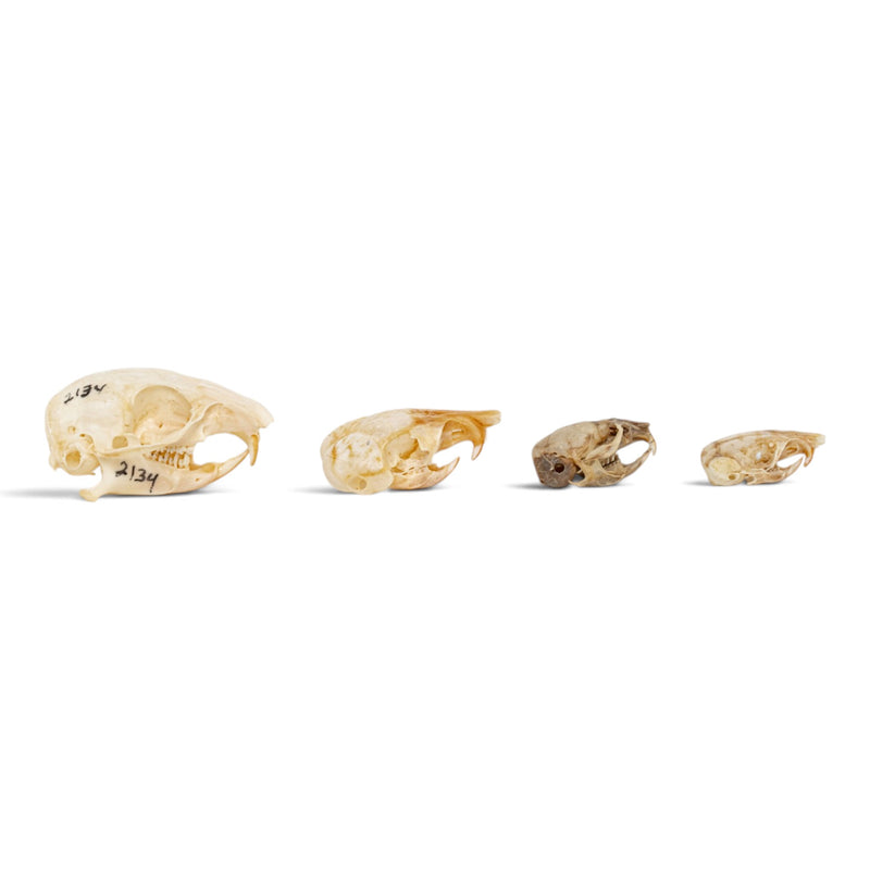 Real Rodent Skull Set