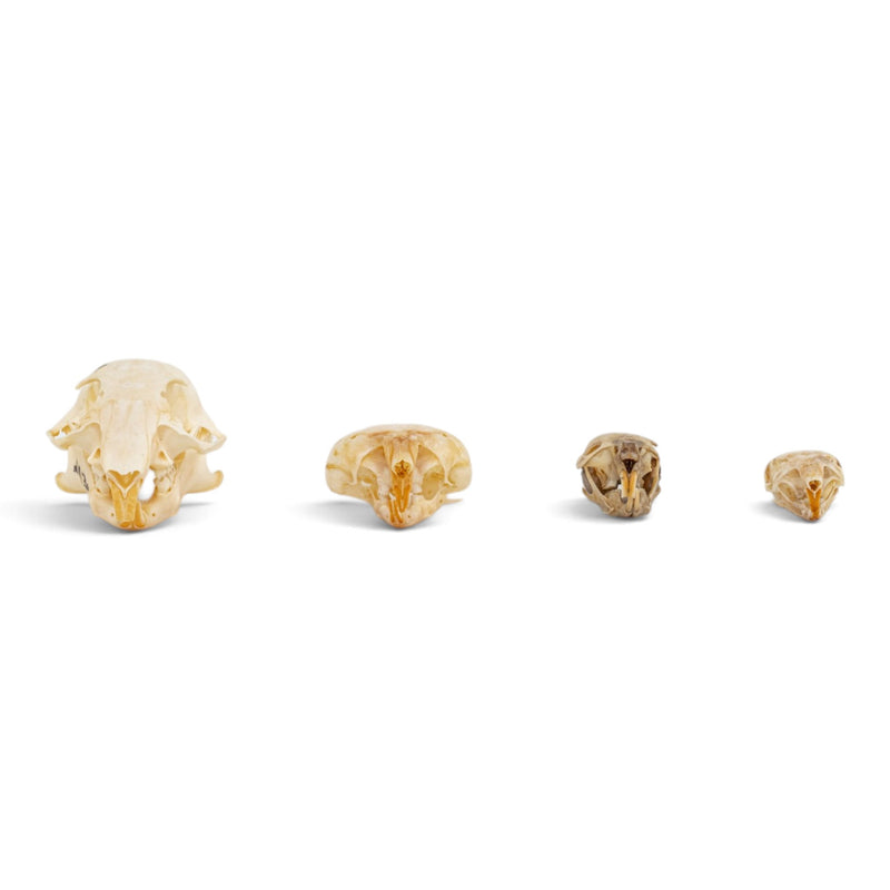Real Rodent Skull Set