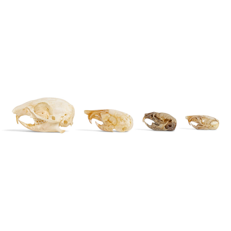 Real Rodent Skull Set