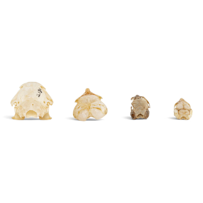 Real Rodent Skull Set