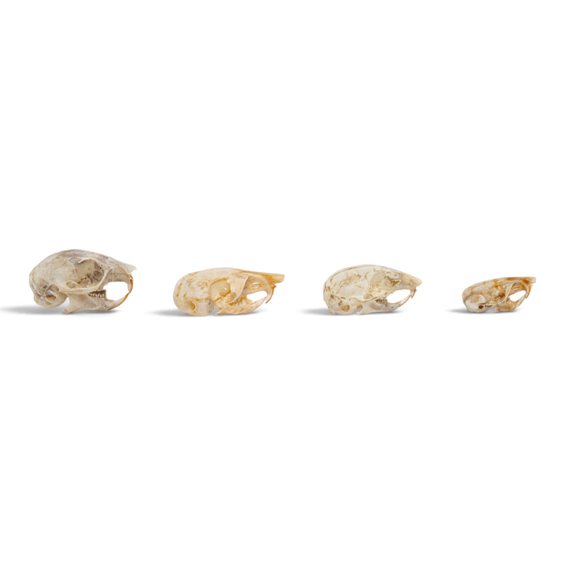 Real Rodent Skull