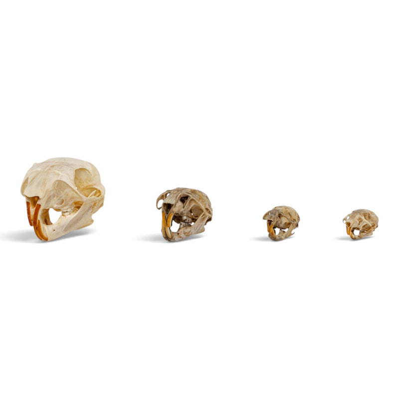 Real Rodent Skull