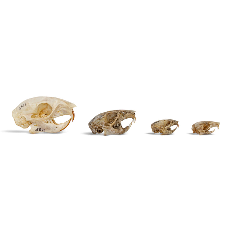 Real Rodent Skull