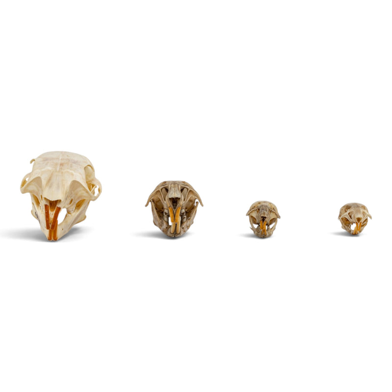 Real Rodent Skull