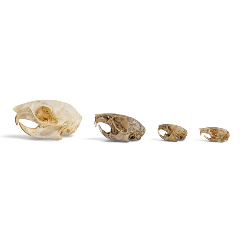 Real Rodent Skull