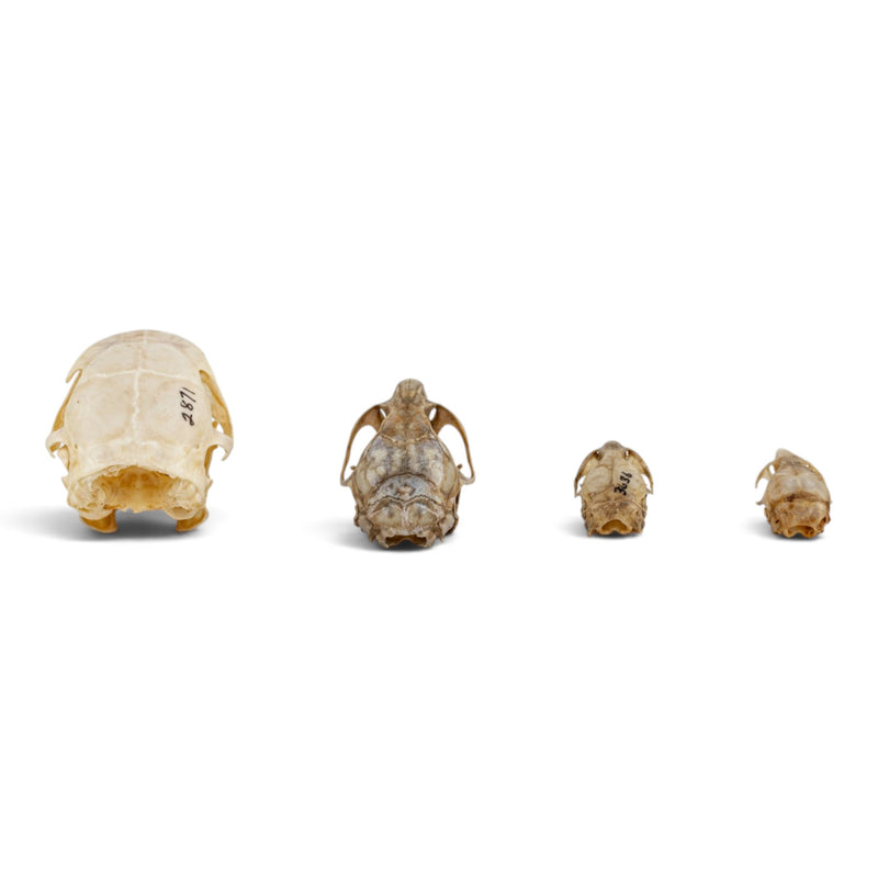 Real Rodent Skull