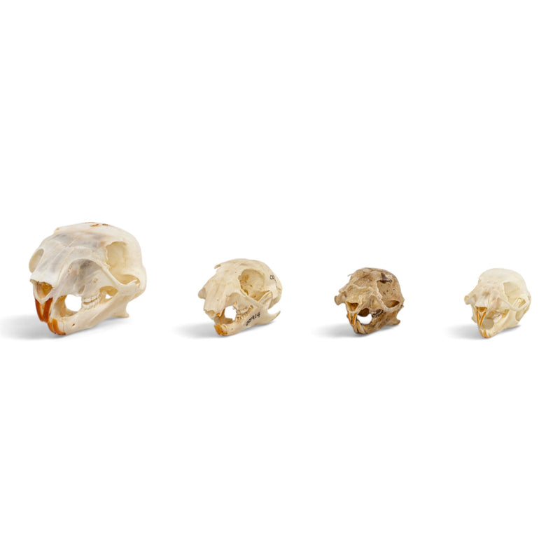 Real Squirrel Skull Set