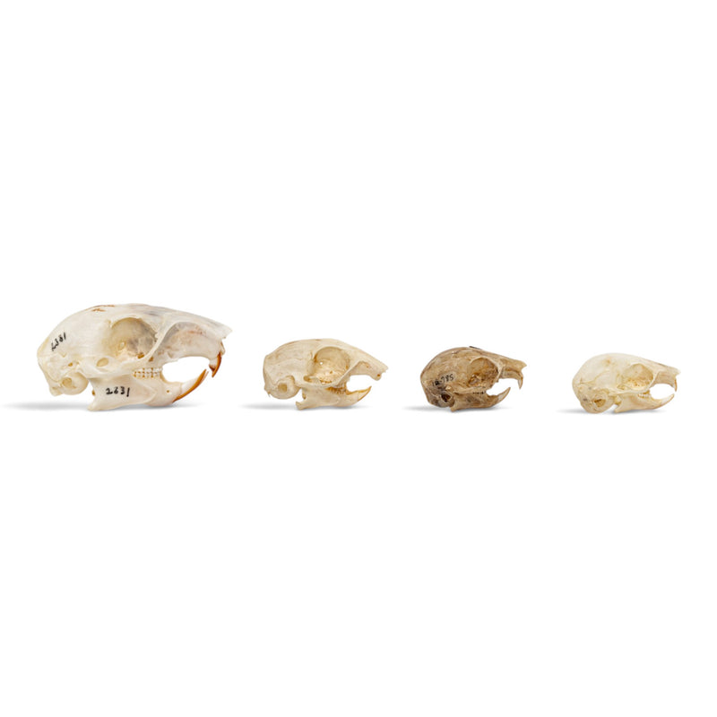Real Squirrel Skull Set