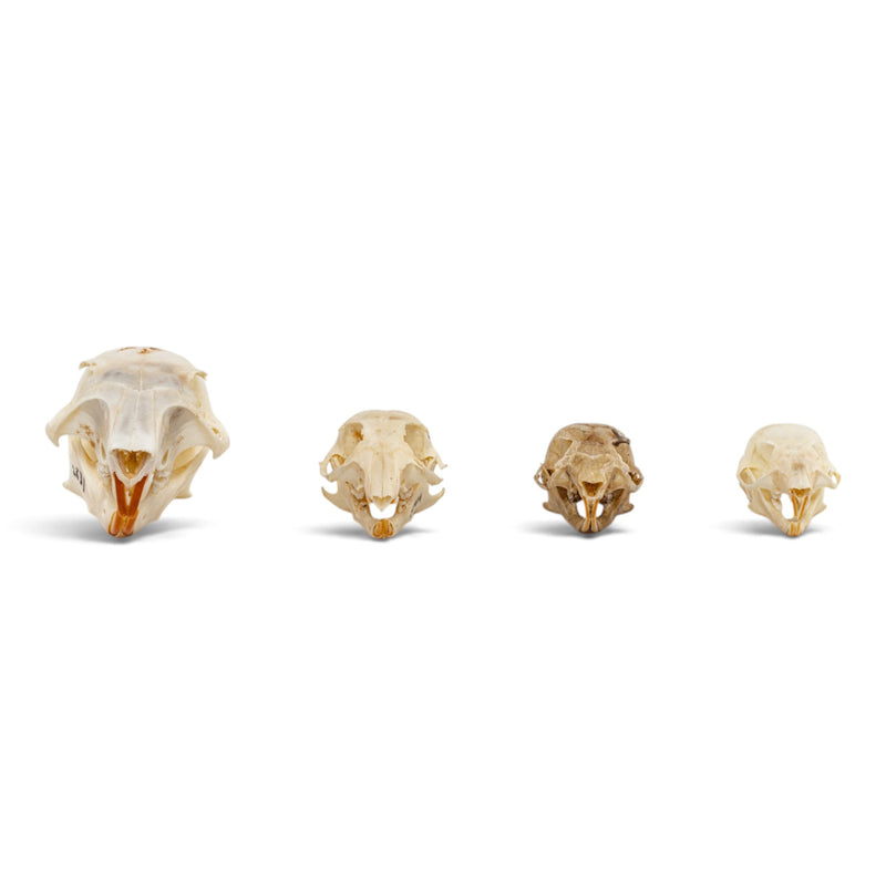 Real Squirrel Skull Set