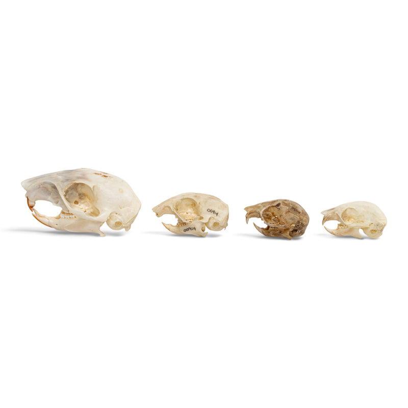 Real Squirrel Skull Set