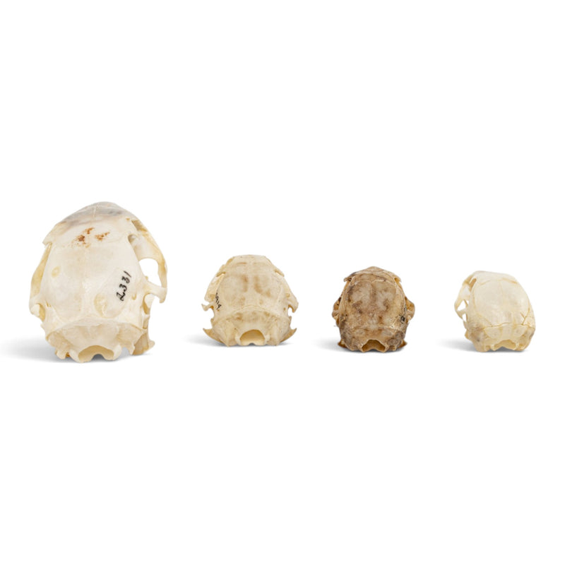 Real Squirrel Skull Set