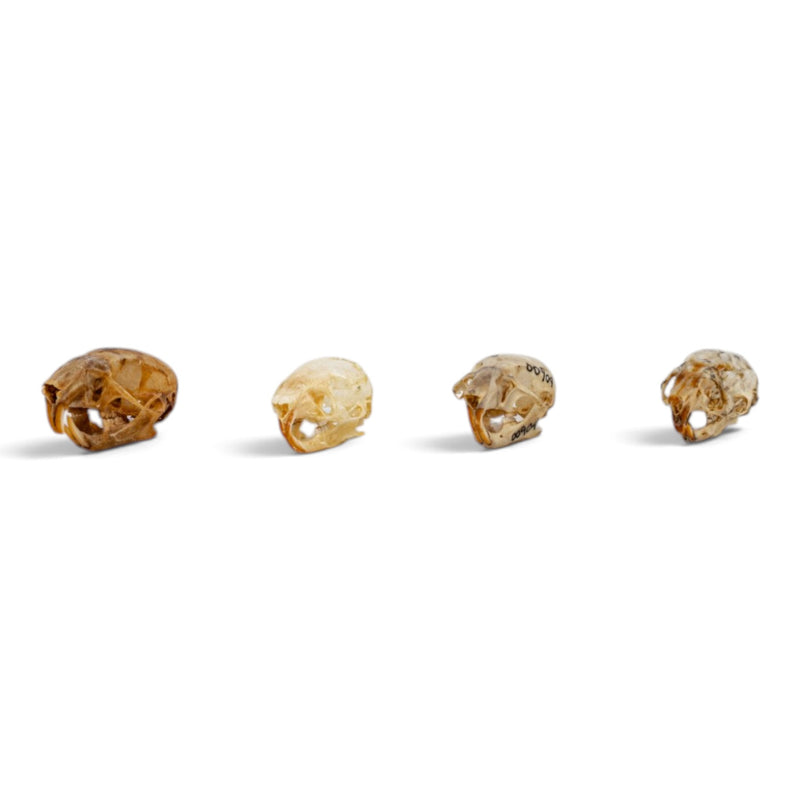 Real Mouse Skull Set