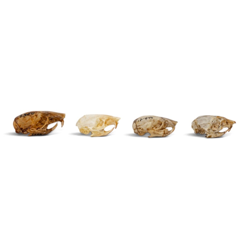 Real Mouse Skull Set