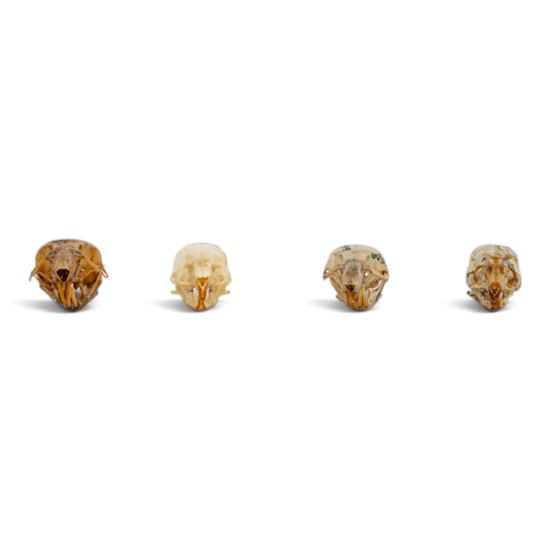 Real Mouse Skull Set