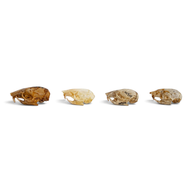 Real Mouse Skull Set