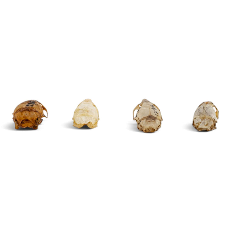 Real Mouse Skull Set