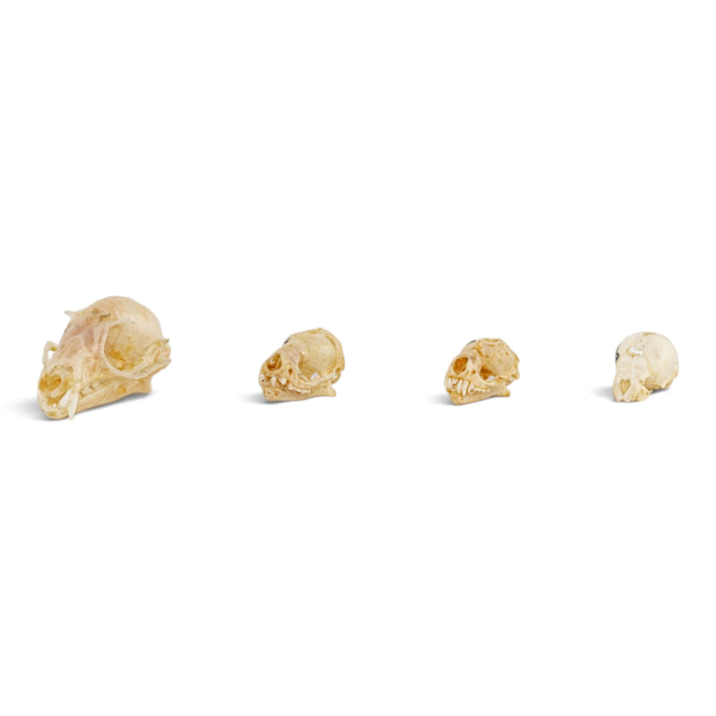 Real Bat Skull Set