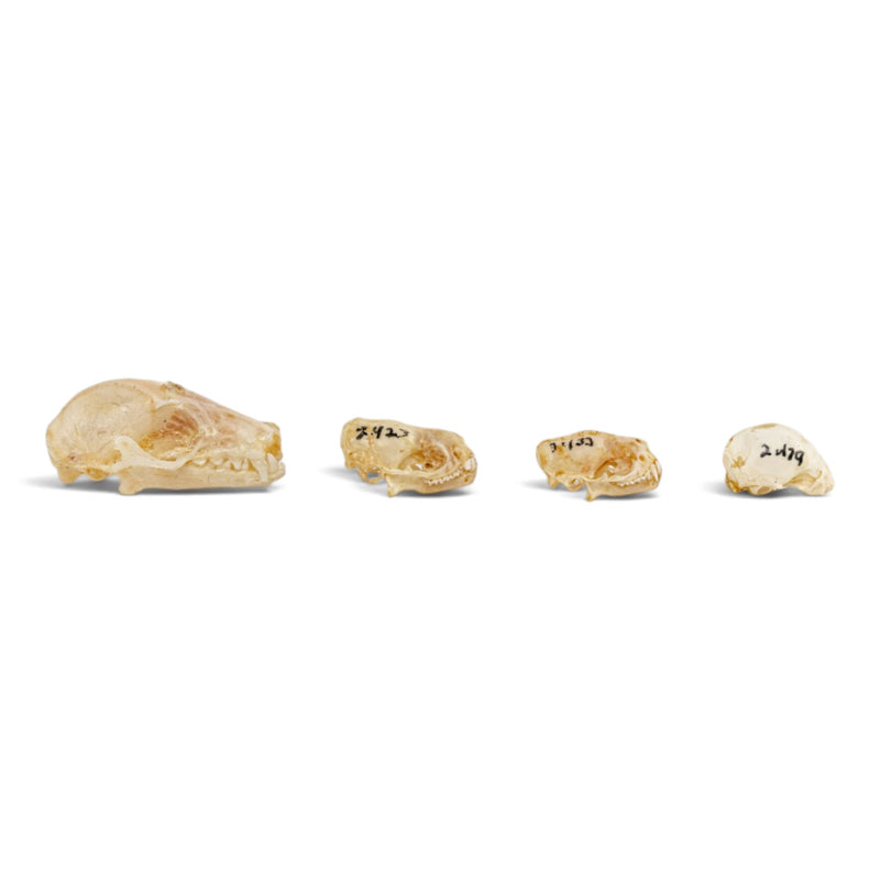 Real Bat Skull Set