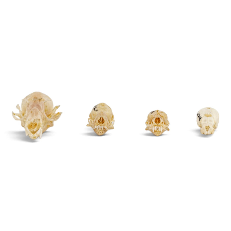 Real Bat Skull Set