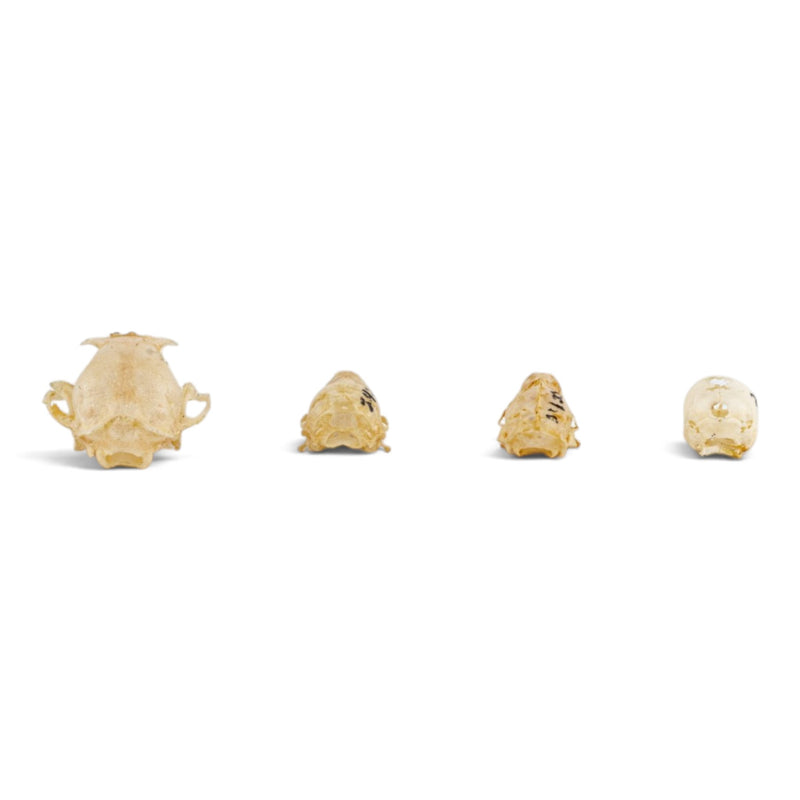 Real Bat Skull Set