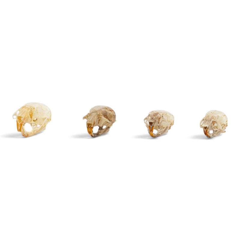 Real Mouse Skull Set