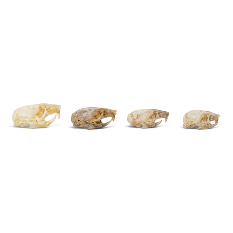 Real Mouse Skull Set
