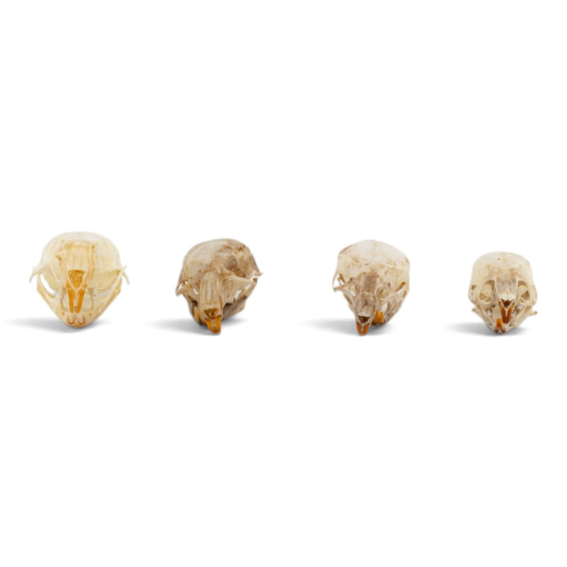 Real Mouse Skull Set