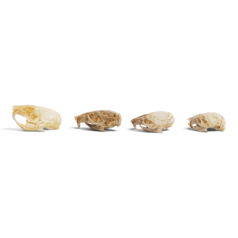 Real Mouse Skull Set