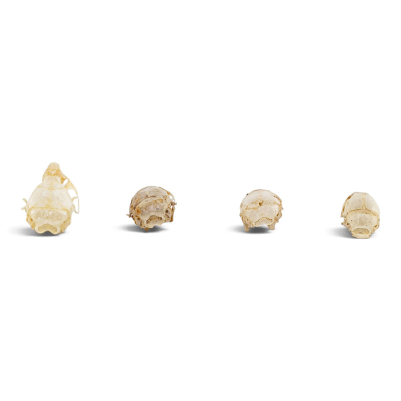 Real Mouse Skull Set