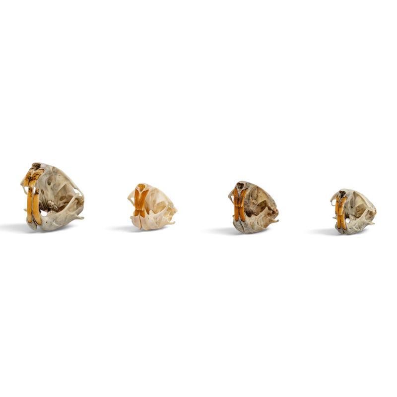Real Pocket Gopher Skull