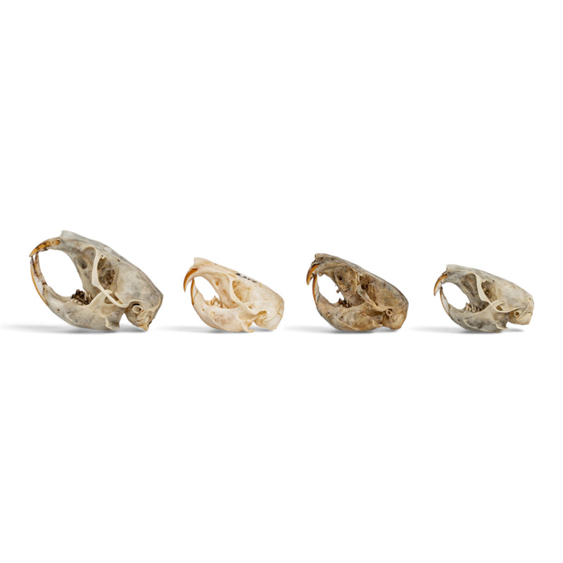 Real Pocket Gopher Skull