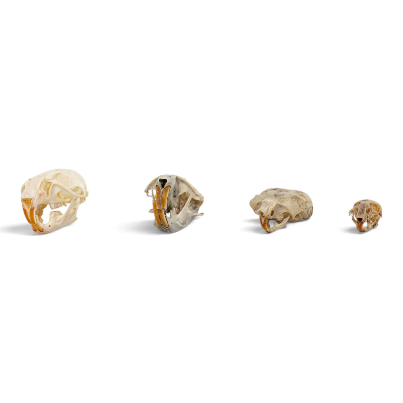 Real Rodent Skull Set