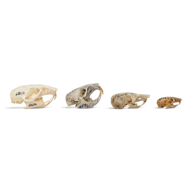 Real Rodent Skull Set