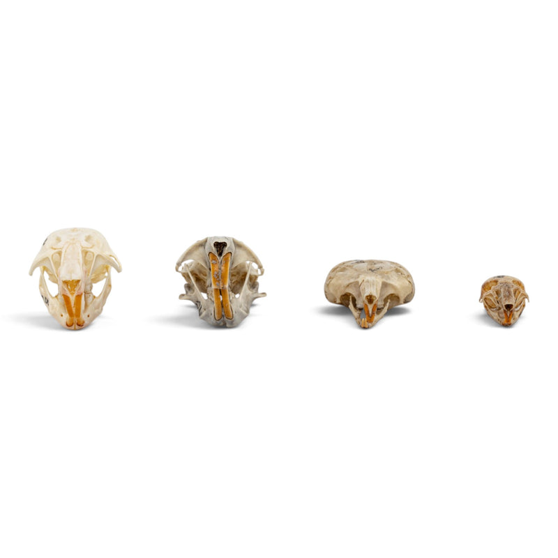 Real Rodent Skull Set