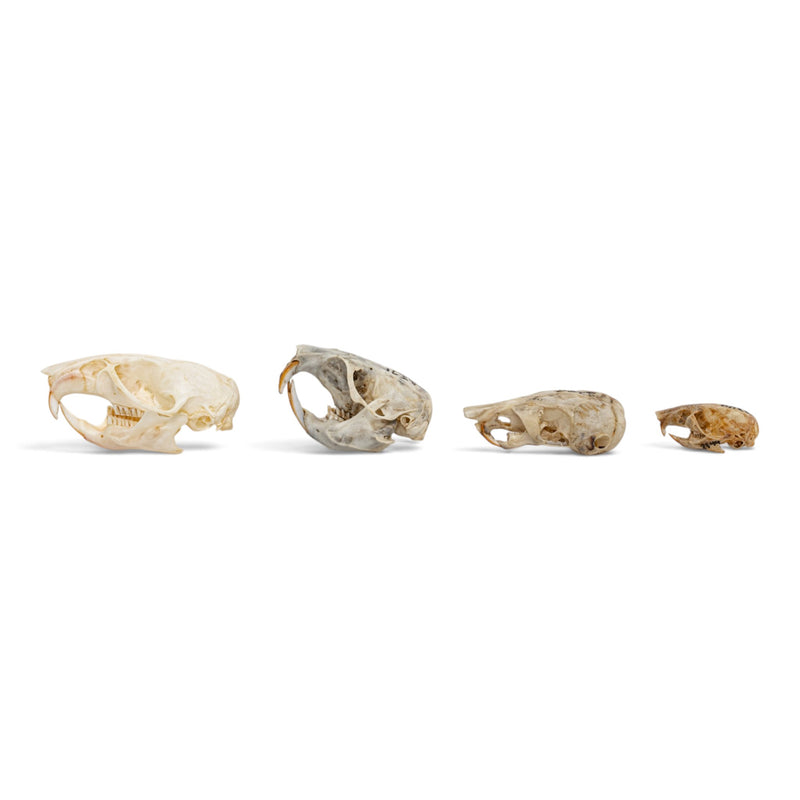 Real Rodent Skull Set