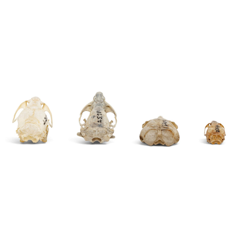 Real Rodent Skull Set