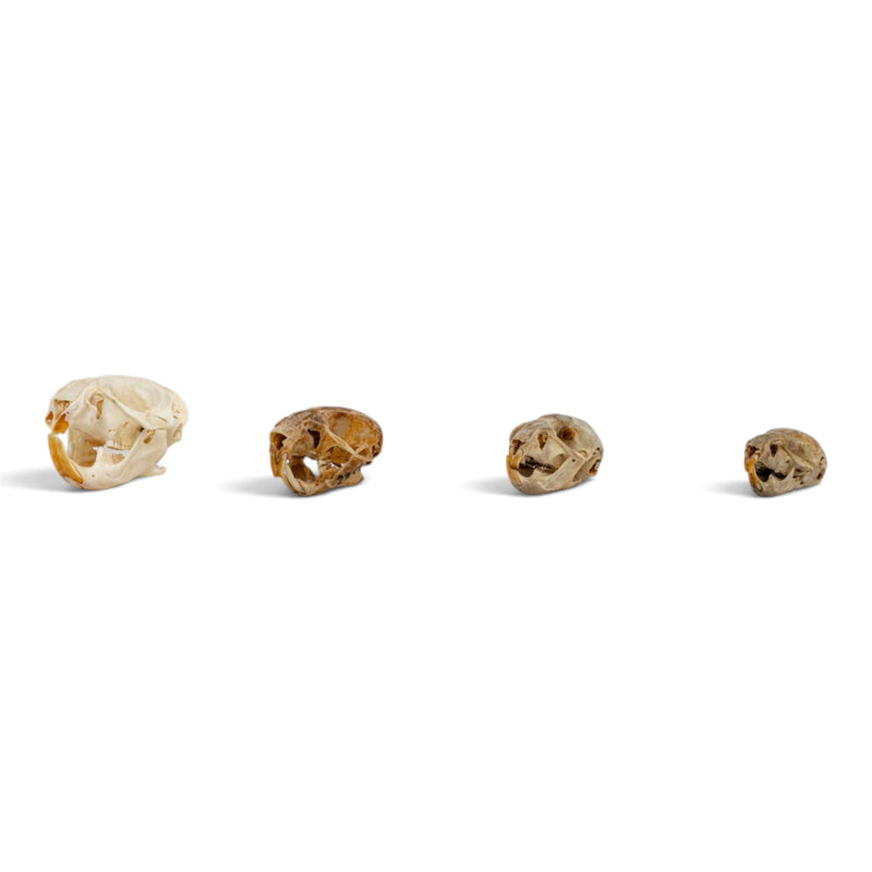 Real Rodent Skull Set