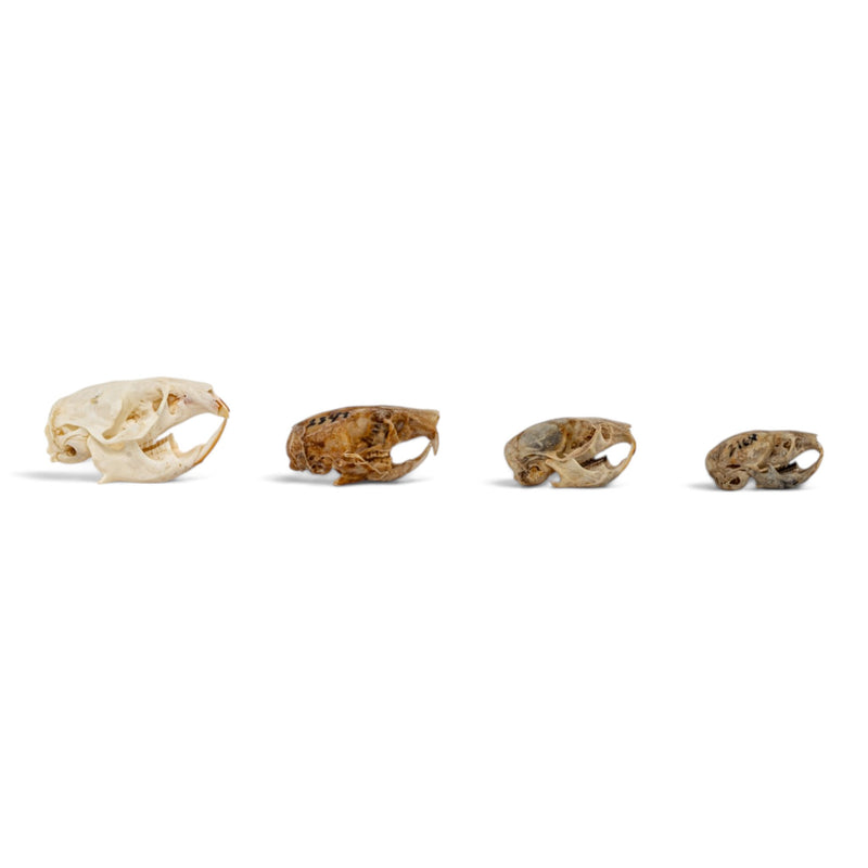 Real Rodent Skull Set